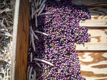 Load image into Gallery viewer, Ugandan Bantu Pole Bean Seeds
