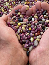 Load image into Gallery viewer, Ugandan Bantu Pole Bean Seeds