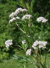 Load image into Gallery viewer, Tincture: Valerian (Valeriana officinalis Caprifoliaceae) - 50ml