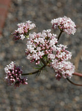 Load image into Gallery viewer, Valerian (Valeriana officinalis  Caprifoliaceae)
