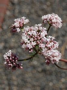 Valerian (Valeriana officinalis  Caprifoliaceae)