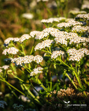 Load image into Gallery viewer, Western Yarrow (Achillea millefolium)