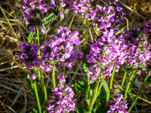 Load image into Gallery viewer, NEW! Tincture: Betony (Stachys officinalis) - 50ml
