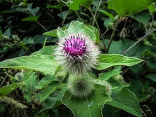 Load image into Gallery viewer, NEW! Tincture: Burdock (Arctium lappa) - 50ml