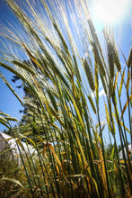 Load image into Gallery viewer, Ethiopian Barley Seeds