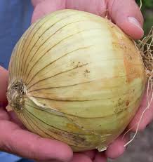 Onion - Sweet Kelsae