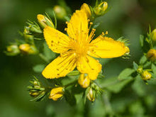 Load image into Gallery viewer, Tincture: St John’s Wort (Hypericum perforatum) - 50ml