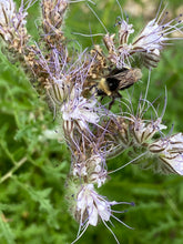 Load image into Gallery viewer, Phacelia tanecetifolia
