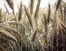 Load image into Gallery viewer, Rye Seeds