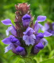 Load image into Gallery viewer, Self Heal Seeds