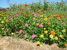 Load image into Gallery viewer, Akasha Zinnia Mix Seeds