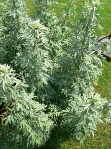 Wormwood (Artemisia absinthium) Leaf & Flower Tincture
