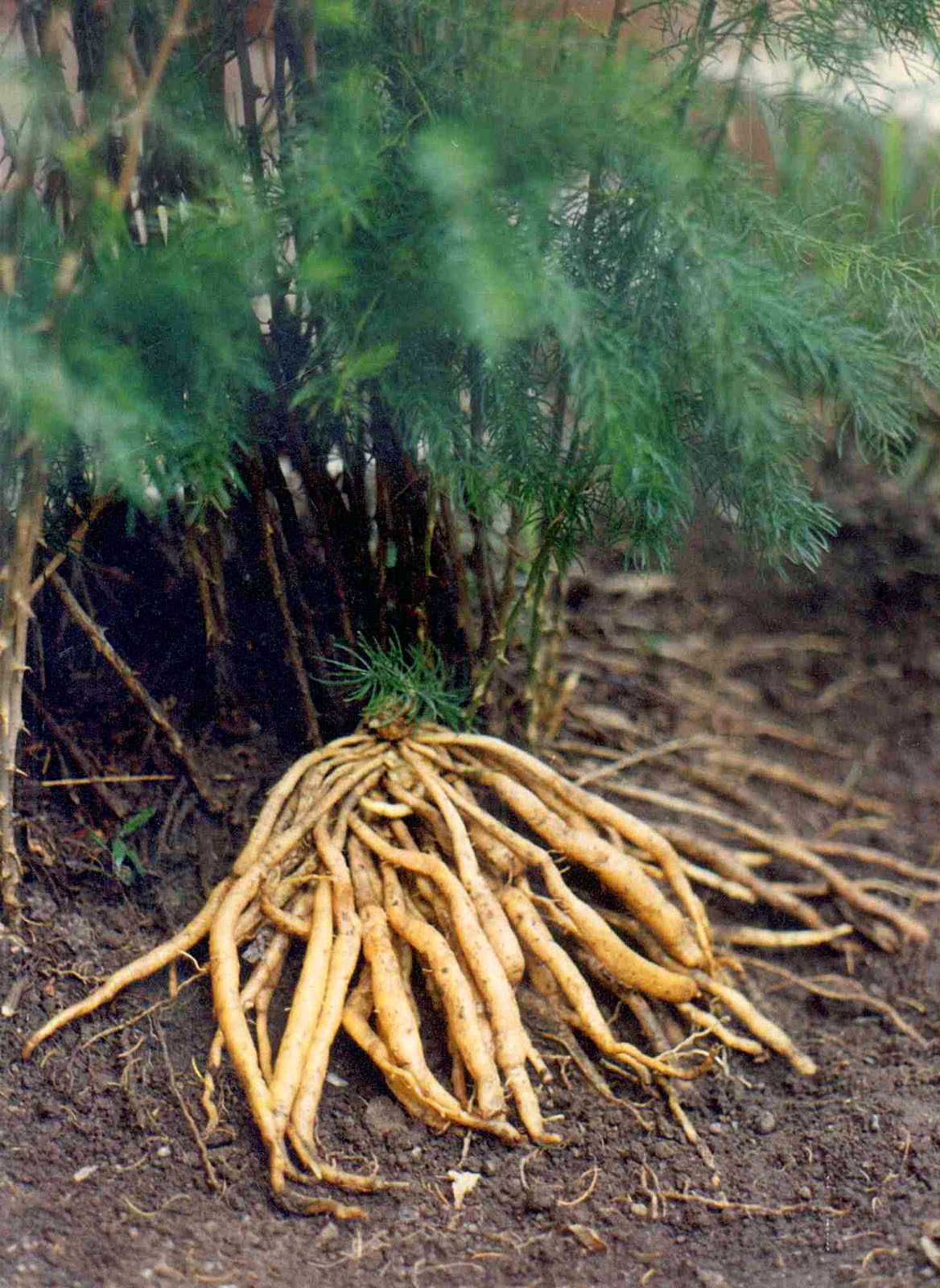 Shatavari (Asparagus racemosus) Fresh & Dried Root Tincture