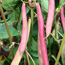 Load image into Gallery viewer, Tanya's Pink Pod Bush Snap Bean
