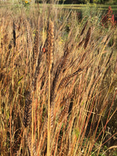 Load image into Gallery viewer, Black Einkorn