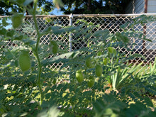 Load image into Gallery viewer, Desi Chickpea