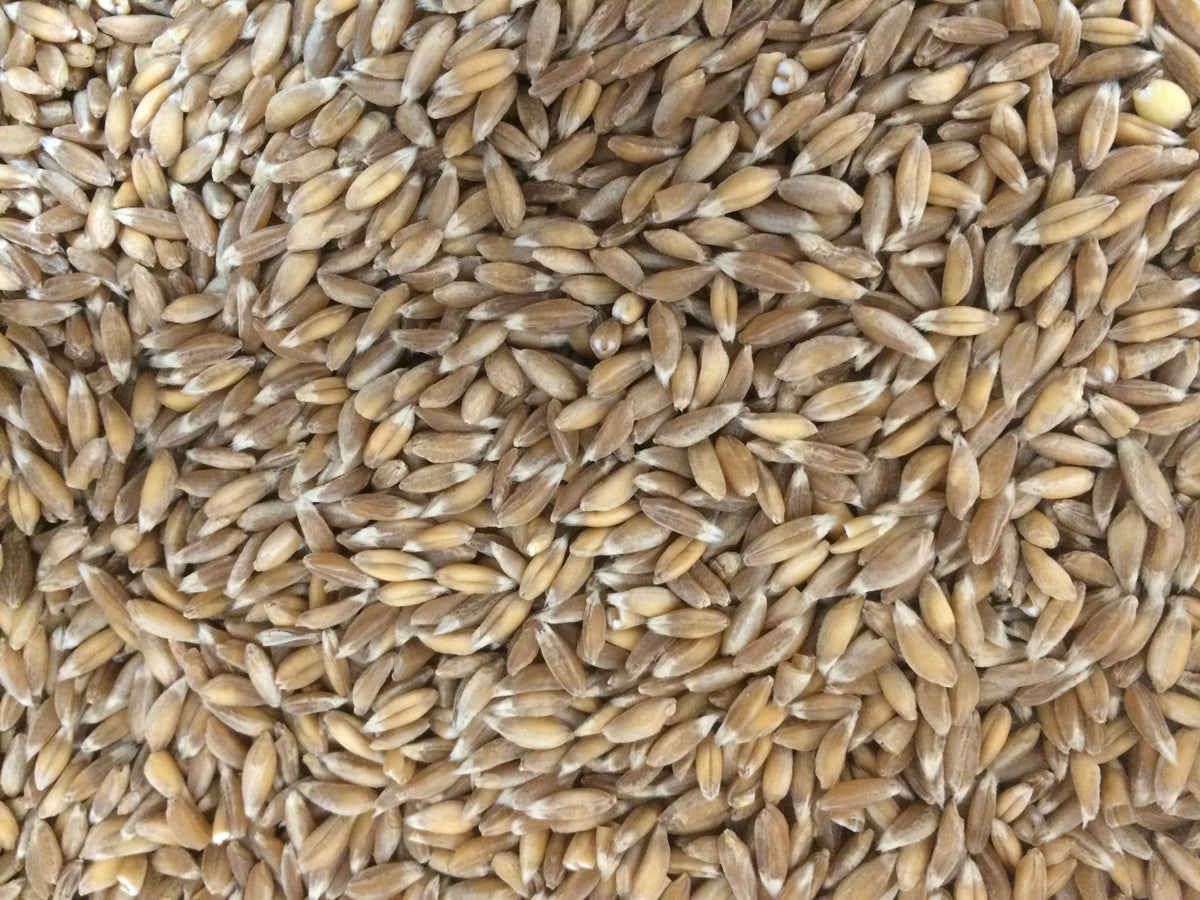 Emmer Wheat (Triticum dicoccum) Farro Organic Seed
