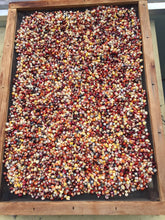 Load image into Gallery viewer, Painted Mountain Flour Corn (Zea mays)
