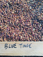 Load image into Gallery viewer, Blue Tinge Ethiopian Wheat Seeds