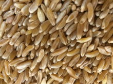 Load image into Gallery viewer, Kamut/Khorasan Wheat (Triticum turgidum spp. turanicum)