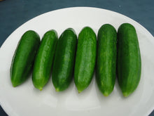 Load image into Gallery viewer, Muncher Cucumber
