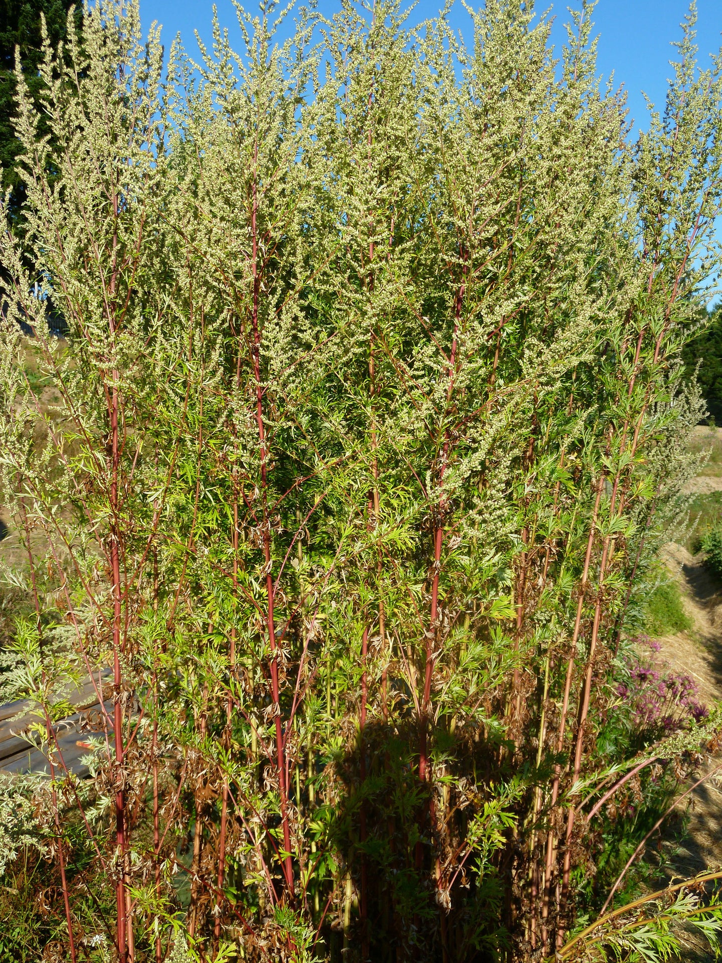 Mugwort (Artemisia vulgaris  Compositae) Fresh Leaf Tincture
