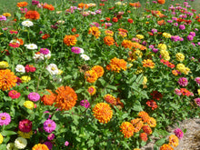Load image into Gallery viewer, Akasha Zinnia Mix (Zinnia elegans)