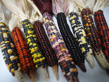Load image into Gallery viewer, Painted Mountain Flour Corn (Zea mays)