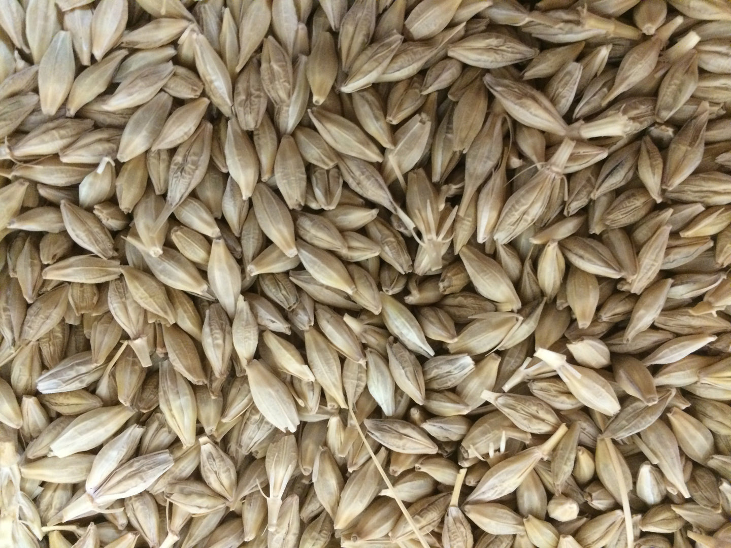 Robust Barley