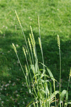 Load image into Gallery viewer, Red Fife  (Triticum spp.)
