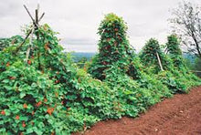 Load image into Gallery viewer, Scarlet Runner Beans (Phaseolus coccineus)