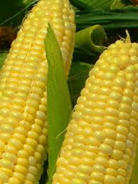Golden Bantam Corn (Zea mays)