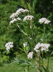 Valerian (Valeriana officinalis  Caprifoliaceae)