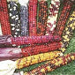 Load image into Gallery viewer, Painted Mountain Flour Corn (Zea mays)