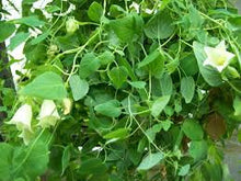 Load image into Gallery viewer, Tincture: Codonopsis (Codonopsis pilosula Campanulaceae) - 50ml