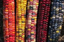 Load image into Gallery viewer, Painted Mountain Flour Corn (Zea mays)
