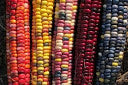 Load image into Gallery viewer, Painted Mountain Flour Corn (Zea mays)