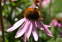 Load image into Gallery viewer, Echinacea purpurea