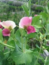 Load image into Gallery viewer, Gold Harvest Soup Pea Seeds