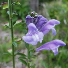 Load image into Gallery viewer, NEW! Tincture: Skullcap (Scutellaria lateriflora) - 50ml