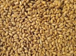 Akmolinka Wheat