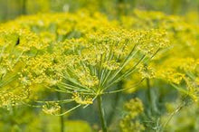 Load image into Gallery viewer, Tincture: Fennel Seed (Foeniculum vulgare) Seed - 50ml