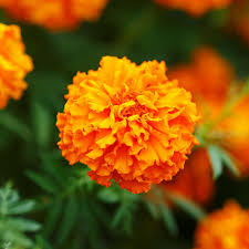 Marigold Orange Hawaii