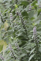 Load image into Gallery viewer, Tincture: Motherwort (Leonurus cardiaca Lamiaceae) - 50ml