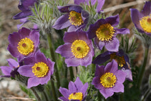 Load image into Gallery viewer, Pasque Flower (Pulsatilla vulgaris syn. Anemone pulsatilla)