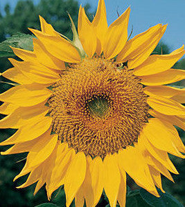 Sunflower - Mammoth Russian