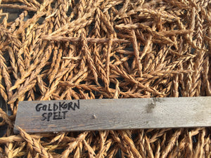 Goldkorn Spelt (Triticum spelta)