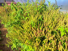 Load image into Gallery viewer, Vana Tulsi (Ocimum gratissimum)

