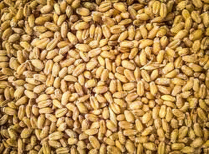 spring wheat seeds for planting Akmolinka Wheat Seeds, Organic & Heirloom
