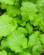 Amara Mustard Greens Seeds